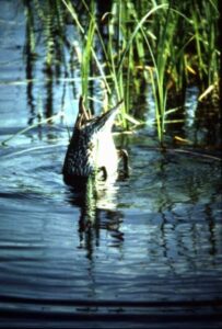 Dabbling ducks reach underwater to feed, tipping their butts out of the water. Army Corps of Engineers photo.