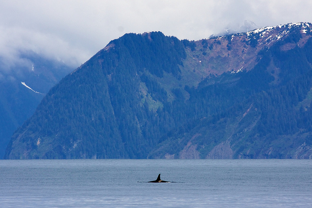 Resurrection Bay is home to abundant marine life including orcas also known as killer whales. NPS Photo by Jim Pfeiffenberger.