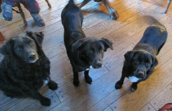 Bella Hammond's dogs greet Trustees for Alaska's Vicki Clark hopeful she will pull treats from her pockets. Photo by Vicki Clark.