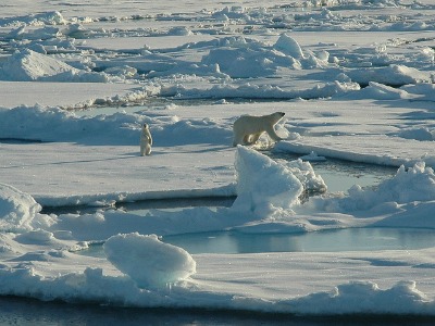 Polar bear and cub on first year ice floes in the Beaufort Sea. Photo: The Hidden Ocean, Arctic 2005 Exploration, NOAA/OAR/OER