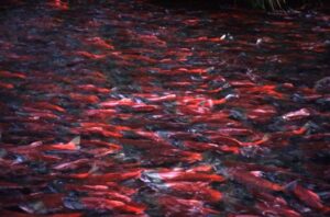 Subsistence users rely on salmon. Emily's relatives rely on subsistence fishing and hunting, including the spawning salmon in this photo. The 13-year-old tells EPA to protect Bristol Bay in her words and actions.