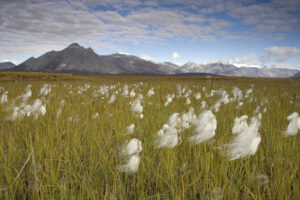 Arctic National Wildlife Refuge. USFWS Photo.
