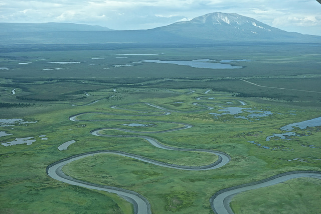 Miles of wild salmon streams will be destroyed by the Chuitna Coal Mine. Photo courtesy of Alaskans First.