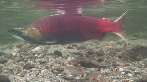 We are fighting to keep water in Middle Creek for salmon.