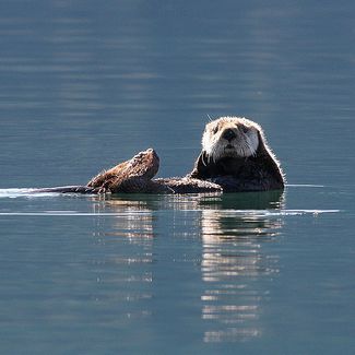 Sea otters live in Resurrection Bay and are seen daily from the town of Seward. NPS Photo