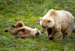 Cubs or sows with cubs are protected! NPS Photo