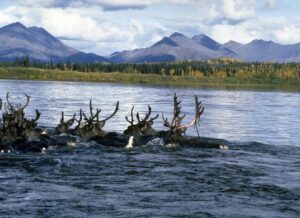 The Western Arctic Caribou Herd. NPS Photo.