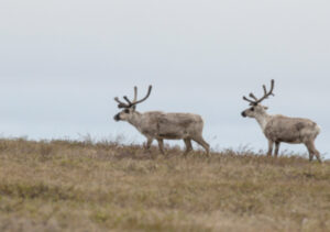 Caribou rely on the Arctic and subsistence users rely on the caribou