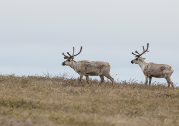 The Reserve is an important area for the Western Arctic Caribou Herd. BLM photo by Bob Wick.