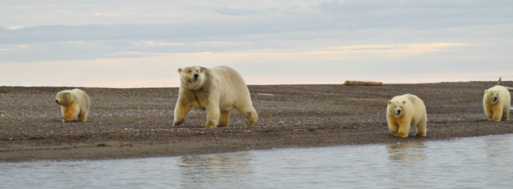 A polar bear sow and her three cubs stroll the edge of the Arctic Ocean. Photo by Vicki Clark.