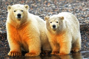 We enjoyed watching these cute cubs explore and play. Photo courtesy of Sheri Spitzer.