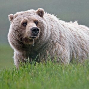 Grizzly bear in grass