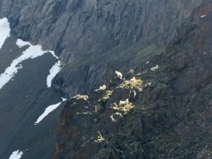 Dall sheep in the distance in the Chugach Range, Alaska