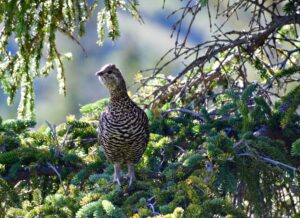 A Ptarmigan at Williwaw Lakes.