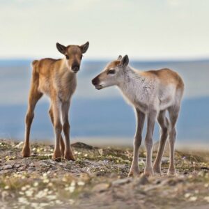 BLM puts drilling before subsistence