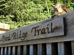 A squirrel peers over a trail head sign along Turnagain Arm, Alaska.