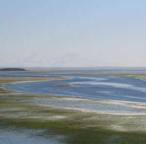 Eelgrass nourishes migrating birds and the entire ecoystem.