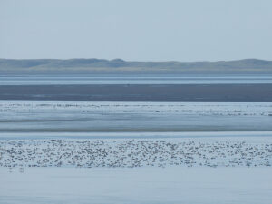 A mob of brant in the Izembek lagoon area.