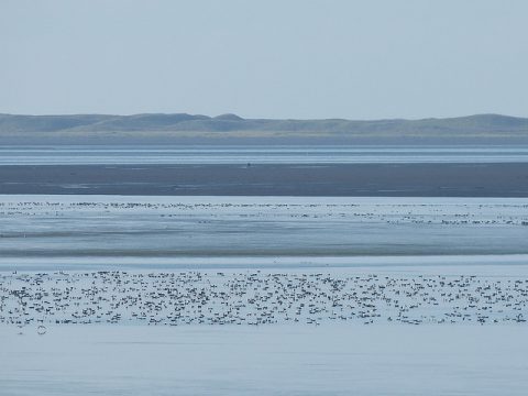 A mob of brant in the Izembek lagoon area.