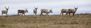 A Teshekpuk Lake caribou group.