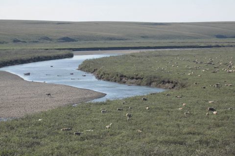 Caribou by water in the Western Arctic.