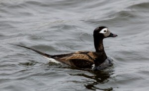 Shorebirds rely on the Western Arctic to nest and molt.