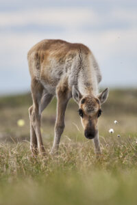 The Gwich'in consider the coastal plain of the Arctic Refuge because of its importance to the Porcupine caribou herd and their calves' survival.