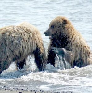 bear cubs playing in the water