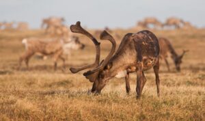 Caribou feeding while on migration in Arctic Refuge.