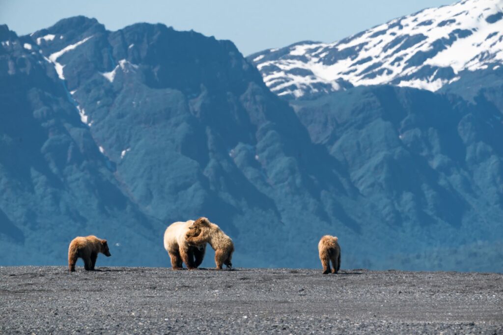 Sow and three cubs with mountain back drop.