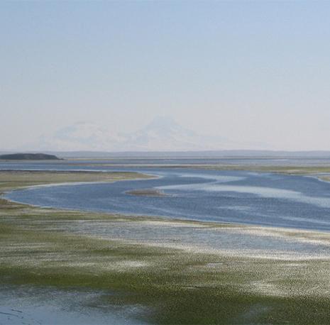 We're taking Trump to court. Again. To protect Izembek Wildlife Refuge.