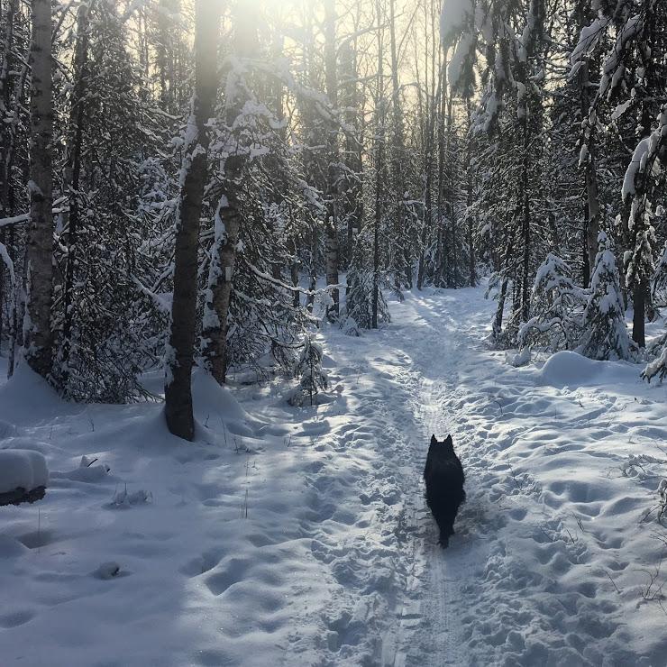 Dogs and snow. That's all we need.