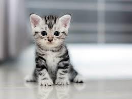 Tracy wants a kitten.