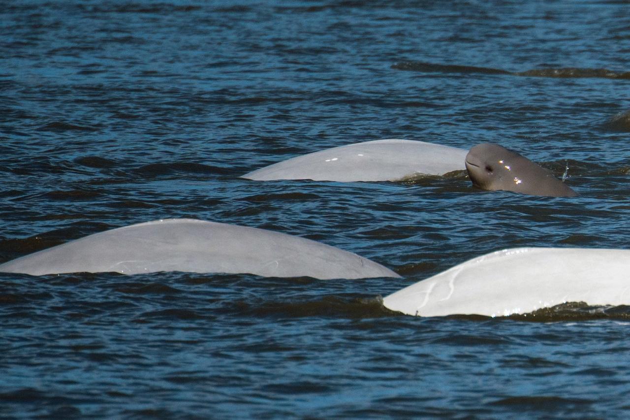 Beluga whales surfacing in Cook Inlet.