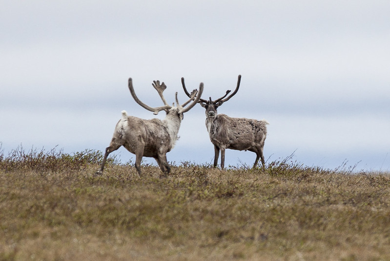 Two Teshekpuk Lake caribou in the NPRA. We filed a lawsuit to stop the sell off of public land to oil companies.