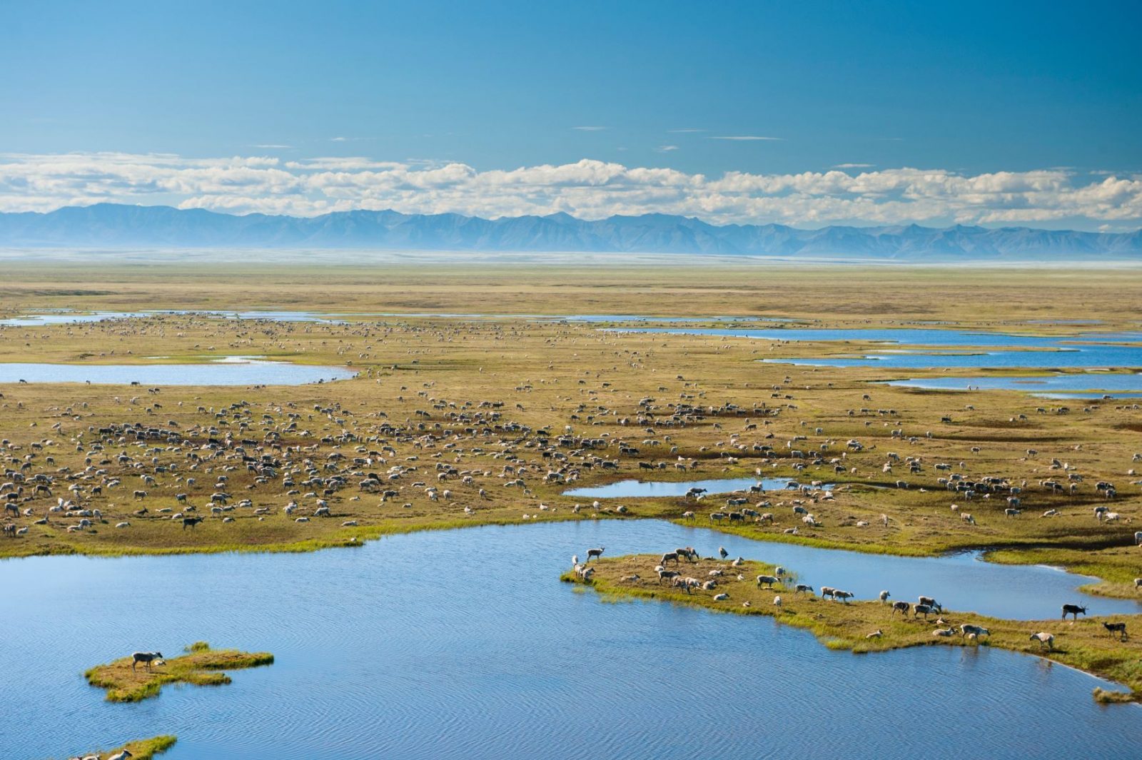 The Porcupine Caribou Herd in water, the plain, the mountains behind.